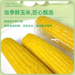 天畔新疆黄糯玉米 甜糯玉米 绿色食品认证1.8kg/袋