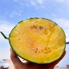 沁疆红新疆吐鲁番火洲小西瓜 手剥西瓜 脆甜多汁【红瓤瓜尝鲜装5斤±100g，2枚】
