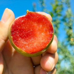 新疆味帝恐龙蛋酸甜红心李子当季现摘新鲜水果3斤装整箱