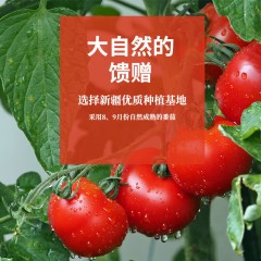 冠农番茄汁新疆土特产浓缩果汁饮料原榨果蔬汁番倍爽（无糖）310ml*6罐