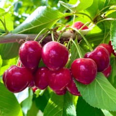 新疆阿克苏车厘子 大樱桃 应季水果【18号发货】预售