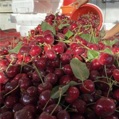 新疆阿克苏车厘子 大樱桃 应季水果【18号发货】预售
