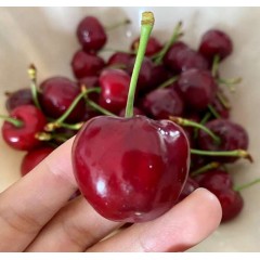 新疆阿克苏车厘子 大樱桃 应季水果【18号发货】预售