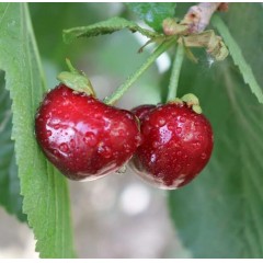 新疆阿克苏车厘子 大樱桃 应季水果【18号发货】预售
