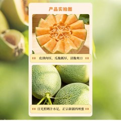 疆果乐新疆哈密瓜顺丰空运7/8斤【2-3头瓜】