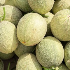 新疆吐鲁番 冰火蜜瓜 西州蜜 哈密瓜 脆甜多汁25号发货【预售】