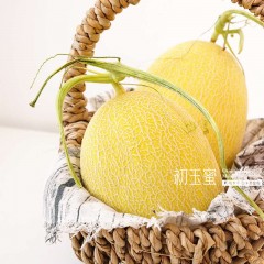 新疆吐鲁番初玉蜜瓜 黄金网纹翡翠肉 当季现摘 一藤一瓜 脆甜哈密瓜