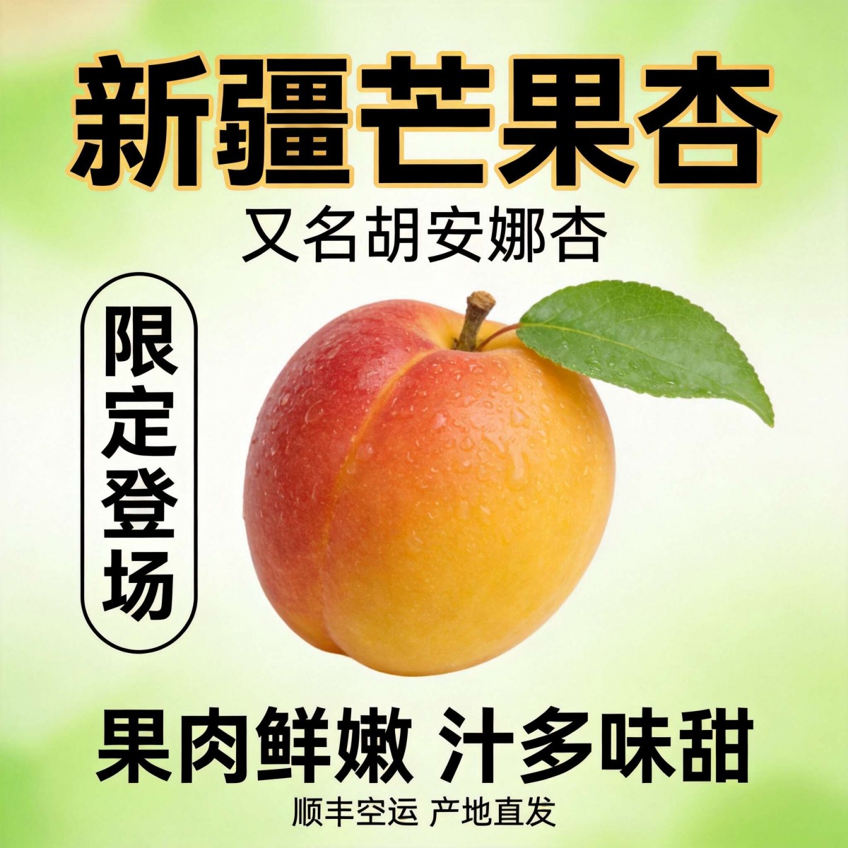 新疆芒果杏 胡安娜杏 当季鲜果 个大肉厚 汁多味甜 一杏两吃 产地直发
