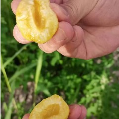 【产地直发顺丰空运】正宗新疆头茬库车轮台小白杏现摘现发水果最后一个月破价发货