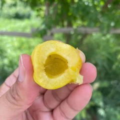 【产地直发顺丰空运】正宗新疆头茬库车轮台小白杏现摘现发水果最后一个月破价发货