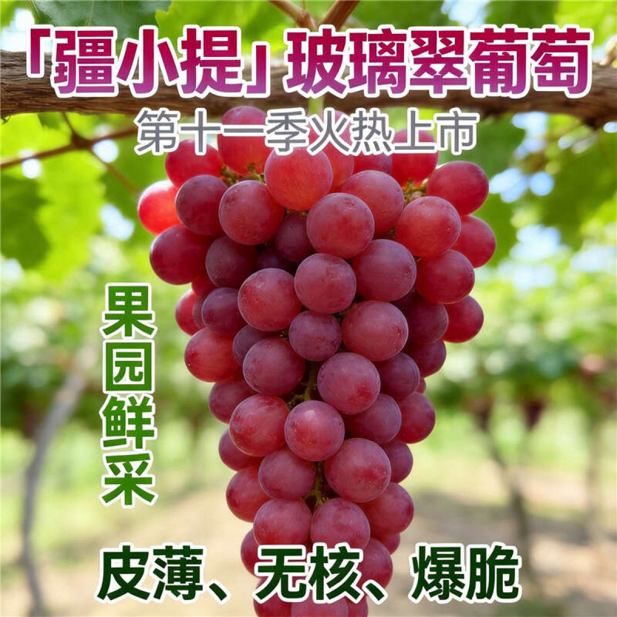 疆小提玻璃翠葡萄 无籽连皮吃脆甜多汁 新鲜水果 新疆基地鲜采 2026新果