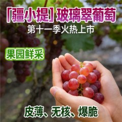 疆小提玻璃翠葡萄 无籽连皮吃脆甜多汁 新鲜水果 新疆基地鲜采 2026新果