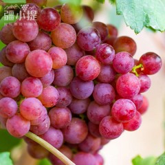 疆小提玻璃翠葡萄 无籽连皮吃脆甜多汁 新鲜水果 新疆基地鲜采 2026新果