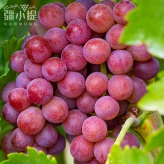 疆小提玻璃翠葡萄 无籽连皮吃脆甜多汁 新鲜水果 新疆基地鲜采 2026新果