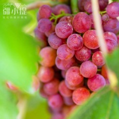 疆小提玻璃翠葡萄 无籽连皮吃脆甜多汁 新鲜水果 新疆基地鲜采 2026新果