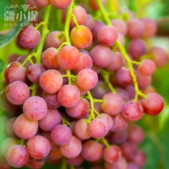 疆小提玻璃翠葡萄 无籽连皮吃脆甜多汁 新鲜水果 新疆基地鲜采 2026新果