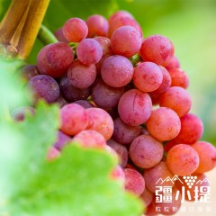 疆小提玻璃翠葡萄 无籽连皮吃脆甜多汁 新鲜水果 新疆基地鲜采 2026新果