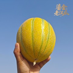 新疆鎏金老汉瓜 入口即化冰淇淋口感 戈壁滩特色蜜瓜 软糯爆汁 限定尝鲜
