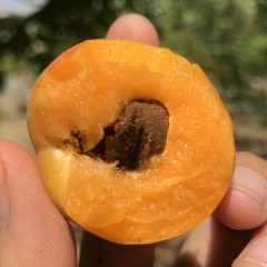 新疆阿克苏小红杏自然成熟皮薄肉厚2斤装