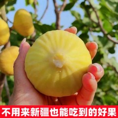新疆鲜食无花果新鲜阿图什黄心无花果糖包子软糯香甜新疆直发包邮