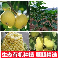 新疆鲜食无花果新鲜阿图什黄心无花果糖包子软糯香甜新疆直发包邮