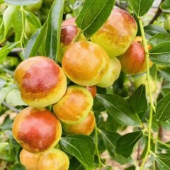 新疆麦盖提沙漠蟠枣应季大枣 精选大果礼盒1.8kg中秋限时购两件送雪莲红枣粉