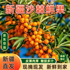 【产地直发JD空运】正宗新疆头茬170团大果沙棘鲜果3斤装