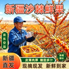 【产地直发JD空运】正宗新疆头茬170团大果沙棘鲜果3斤装