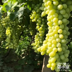 疆小提 新疆 无核白葡萄 十年深耕 颗颗精品4.5斤/箱