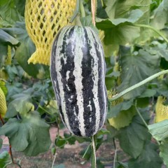 新疆羊角蜜博洋蜜瓜 应季水果5-5.5斤/箱