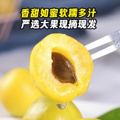 【产地直发顺丰空运】正宗新疆小白杏自然熟现摘现发爆甜多汁