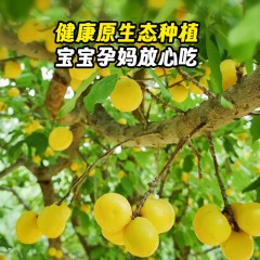 【产地直发顺丰空运】正宗新疆小白杏自然熟现摘现发爆甜多汁