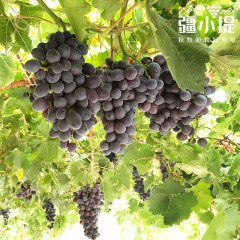 疆小提 新疆 三色葡萄 第十季 无核白+玻璃翠+无核紫（加送保鲜袋）4斤/箱