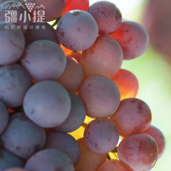 疆小提 新疆 三色葡萄 第十季 无核白+玻璃翠+无核紫（加送保鲜袋）4斤/箱