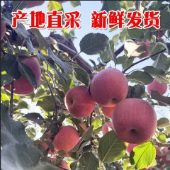 新疆阿克苏冰糖心苹果4.5公斤净重