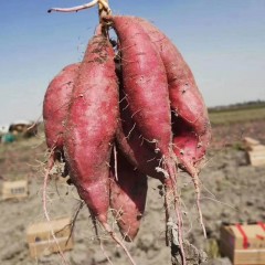 新疆小香薯蜜薯 红薯家庭装5斤