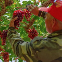 新疆无核玻璃脆葡萄